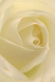 This evocative close-up takes you deep into the gentle heart of a creamy ivory rose, as if standing by a window on a soft morning in West Heath. The petals unfold in a delicate spiral, their surface velvety and light as cloud, shimmering subtly where diffused sunlight brushes against ivory folds. Shadows curl quietly between each nuance of cream, forming pools of depth that draw the eye inwards and evoke a sense of peace and calm akin to a solitary walk along the edge of West Heath's green spaces. As a florist serving this neighbourhood, I recognize this rose as the epitome of reverence-perfect for expressing sympathy, marking new beginnings, or sending tender admiration to someone cherished. Imagine the softest whisper of fragrance-sweet, understated, yet unmistakably present-carrying gently on the breeze. The perspective is intimate and reassuring, capturing not only the rose's form but the deep emotion and skilled artistry of West Heath's community, ensuring every bloom is a meaningful bridge between giver and recipient in times of joy or sorrow.